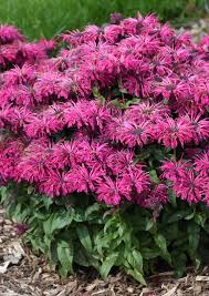 Bee balm has a tendency to spread aggressively if left to its own devices, so you should divide the plants every few years in early spring to prevent them from taking over bee balm is not particularly picky about its temperature or humidity conditions, so long as it's planted in the proper usda zones. Leading Lady Razzberry Bee Balm Monarda Hybrid Proven Winners