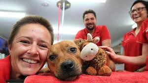 Cairns puppy survives paralysis tick at emergency vet clinic