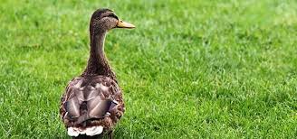 Entre 2016 y 2017, la cepa h7n9 de la gripe aviar mató a. Yao7k5hppat 1m
