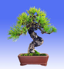 Teaches a new generation of bonsai enthusiasts. Virtual Bonsai Bonsai Eejit
