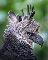 10.6 mil Me gusta, 43 comentarios - DISCOVER WILDLIFE (@discoverwildlife)  en Instagram: 