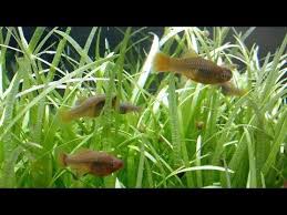 Sagittaria Subulata The Dwarf Sagittaria Easy To Grow Grass Like Great For Fish Fry Check More At Https Akvaryumbilgi Net Sagittaria Subulata The Dwarf