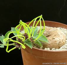 Image result for Brachystelma