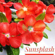 Jual Benih Bunga Vinca Siap Dikirim Seluruh Indonesia Gratis Ebooknya Vinca Orange Flower Benihonline Melayani Eceran Grosi Benih Bunga Gratis