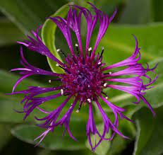 The Amethyst Dream Bachelor S Button Got Its Name Because Bachelor S Would Stick These Flowers In Their Buttonho Flower Images Outdoor Gardens Bachelor Buttons