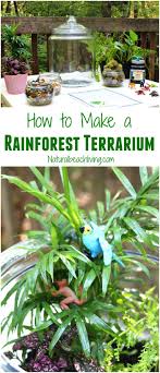 How To Make A Rainforest Terrarium With Kids Natural Beach Living Rainforest Activities Habitat Activities Ecosystem Activities