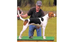 She loves sitting on the couch looking out the window watching the activity of the kids out front or racing around out back howling at the squirrels in the trees. A South Georgia Coon Hunt Where It S All About The Dogs