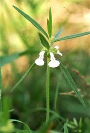 Image result for Leucas