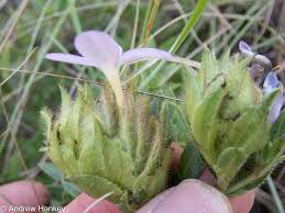Image result for Barleria macrostegia