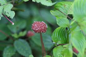 Image result for Lecanthus peduncularis