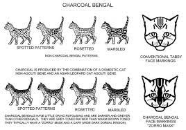 Charcoal Pattern Bengal Bengal Cat Cat Colors Cat Breeds Chart