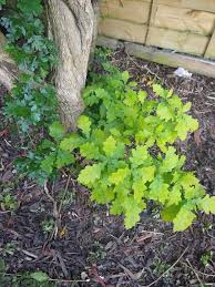 Pulling out the seedlings by hand is an option, as is frequent. Need To Relocate An Oak Sapling Growing Near Roots Of Larger Tree Gardening Landscaping Stack Exchange
