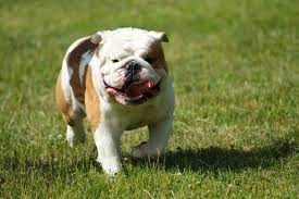 The olde english bulldogge is an american dog breed, recognized by the united kennel club (ukc) in january 2014. Englische Bulldogge Ein Lamm Im Wolfspelz Mydog365 Magazin