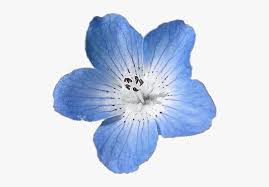 Want to find more png images? Light Blue Flower Png Transparent Png Transparent Png Image Pngitem