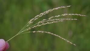 Image result for Alloteropsis