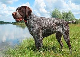 We offer the greatest selection of breeders in texas. Europetnet German Wirehaired Pointer