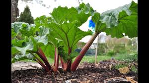 In the spring your second 'maincrop rhubarb' can be harvested. Gardening Advice Ep 9 Rhubarb Youtube