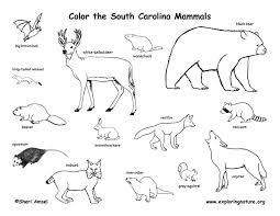 South Carolina Mammals Canadian Animals Desert Animals