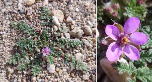 Rainfall is unpredictable, yet range: High Desert Flowering Weeds Strength Of The Small
