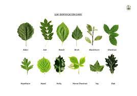 Pictures of oak leaves for identification. Tree Leaf Identification By Leaf And Size Homeimprovementall