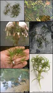 Image result for Najadaceae