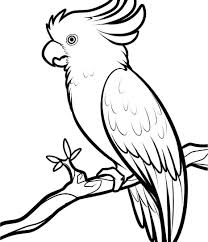 Kakadu Zeichnung Vogel Zeichnen Papagei Zeichnung Zeichnung