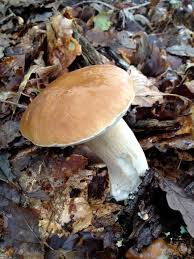 Cepe De Bordeaux Boletus Edulis 2015 France Champignons Farcis Cueillette Champignon Champignon Comestible