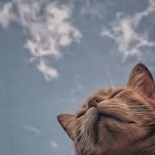 Jaz Smexyndjfnf In 2020 Cute Cat Wallpaper Cat Aesthetic Cute Cats