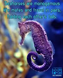 77 Amazing Facts That Will Make You The Life Of The Party Animals Sea Animals Sea Creatures