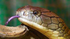 These are the 5 most dangerous venomous snakes of India | இந்தியாவின் மிக  ஆபத்தான 5 விஷ பாம்புகள் இவையே | News in Tamil