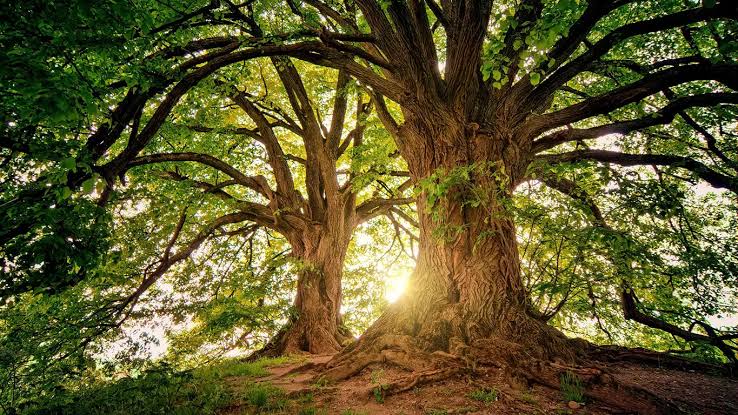 Best Time to Prune Trees in Australia | Seasonal Tree Care Guide