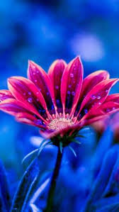 Maybe you would like to learn more about one of these? 170 Best Wallpaper Ideas Wallpaper Beautiful Wallpapers Wallpaper Backgrounds