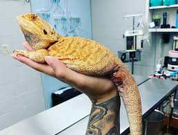 Once you find a vet, ask questions about the cost of the visit and how often this type of pet we are fortunate to live near a university with a veterinary hospital. Austin Exotic Vet Reptile Vet