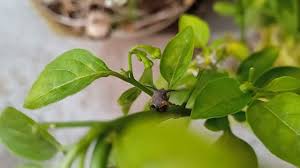 Image result for Oxyrhachis