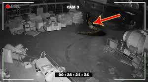 Siluman ular terbesar di dunia. Tertangkap Kamera Cctv Ular Siluman Besar Di Sebuah Gedung Perkantoran Ngeri Youtube