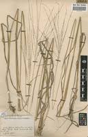 Image result for Digitaria gazensis