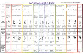 Tooth Organ Relationships Science For Fitness