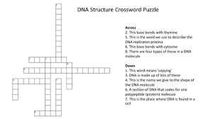 Number of sugar molecules in dna section containing 3 base pair. Dna Structure Crossword Puzzle With Answers Teaching Resources