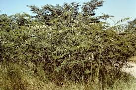 Image result for Acacia hebeclada