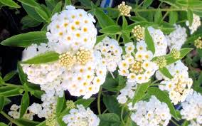 Image result for Lantana nivea