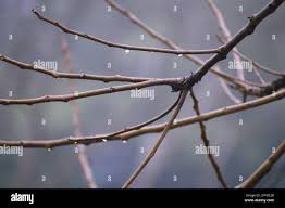 Image result for Lannea antiscorbutica