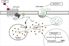 Check spelling or type a new query. Effects Of A Gintonin Enriched Fraction On Hair Growth An In Vitro And In Vivo Study Sciencedirect