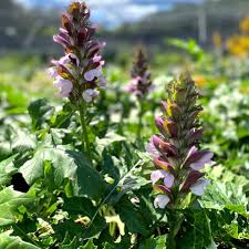 Image result for Acanthus