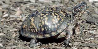 Image result for turtle