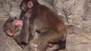 🐵子猿が交尾！？ A small monkey copulated - YouTube