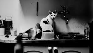 stop your cat from peeing in the sink
