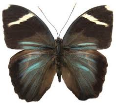 Image result for Sorindeia katangensis