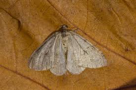 Image result for Operophtera fagata