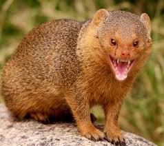 Mongoose Mongoose Animal Animal Facts Funny Looking Animals