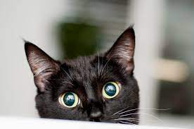 150 Best Black Cat Names Female And Male Black Cat Names